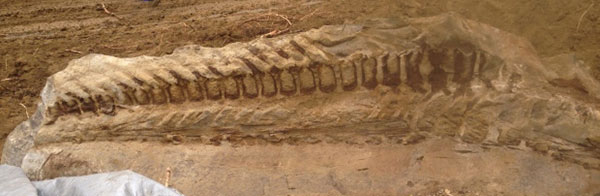 intact fossilised dinosaur